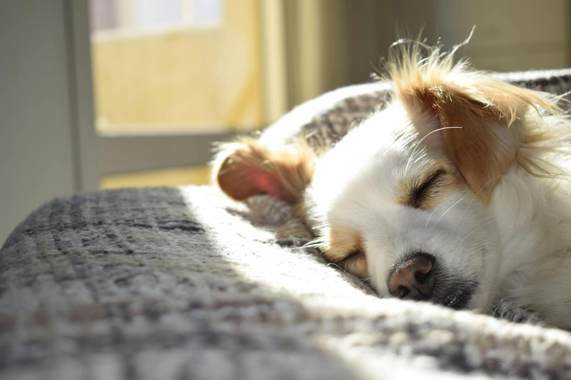Contentment & Sleep Impact: Your Comprehensive Guide